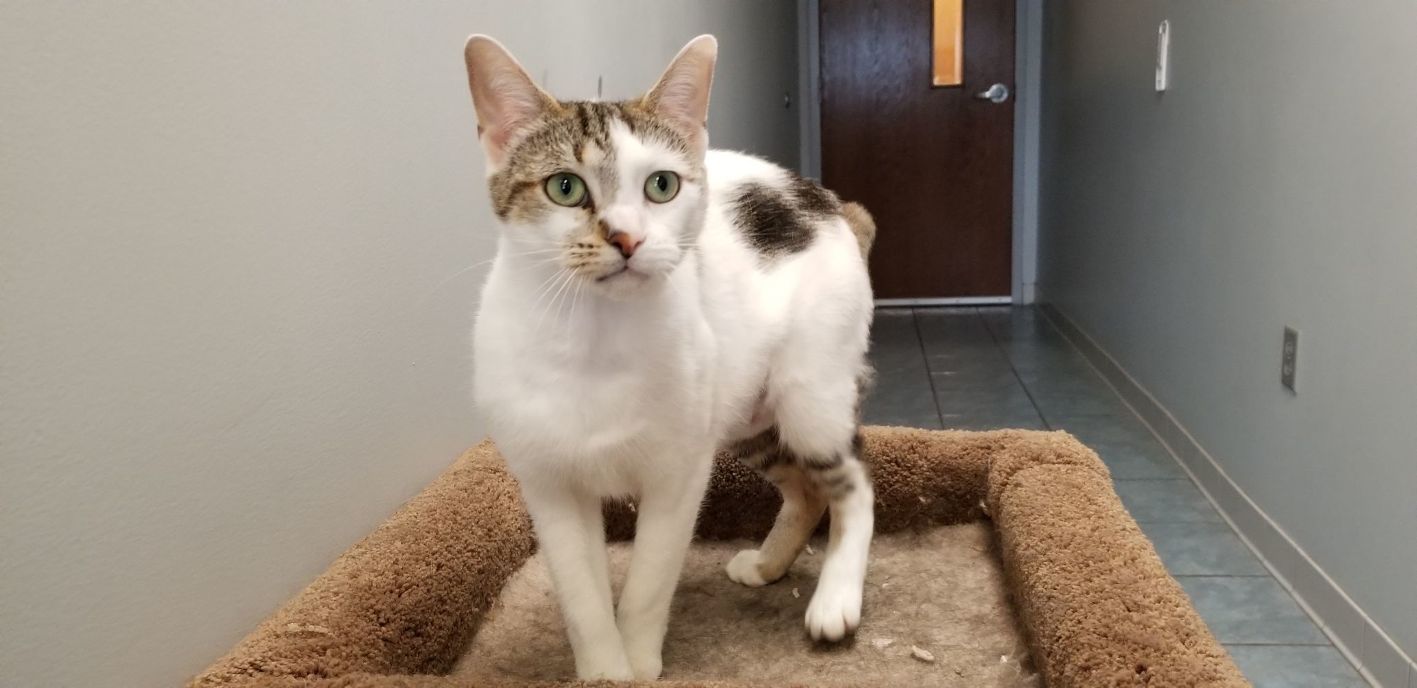 Delilah